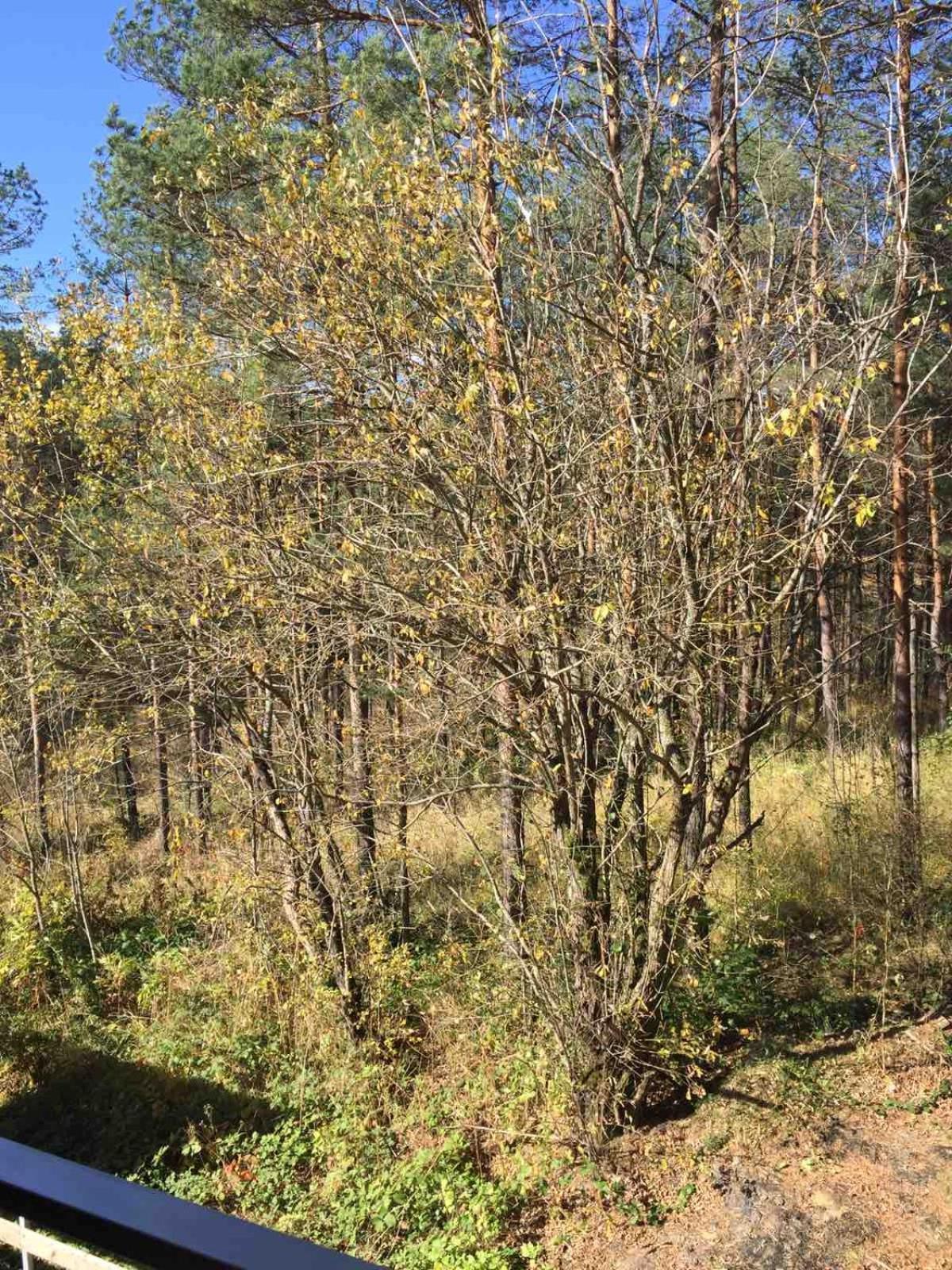 Apartmán Planinsko Srce Divčibare Exteriér fotografie