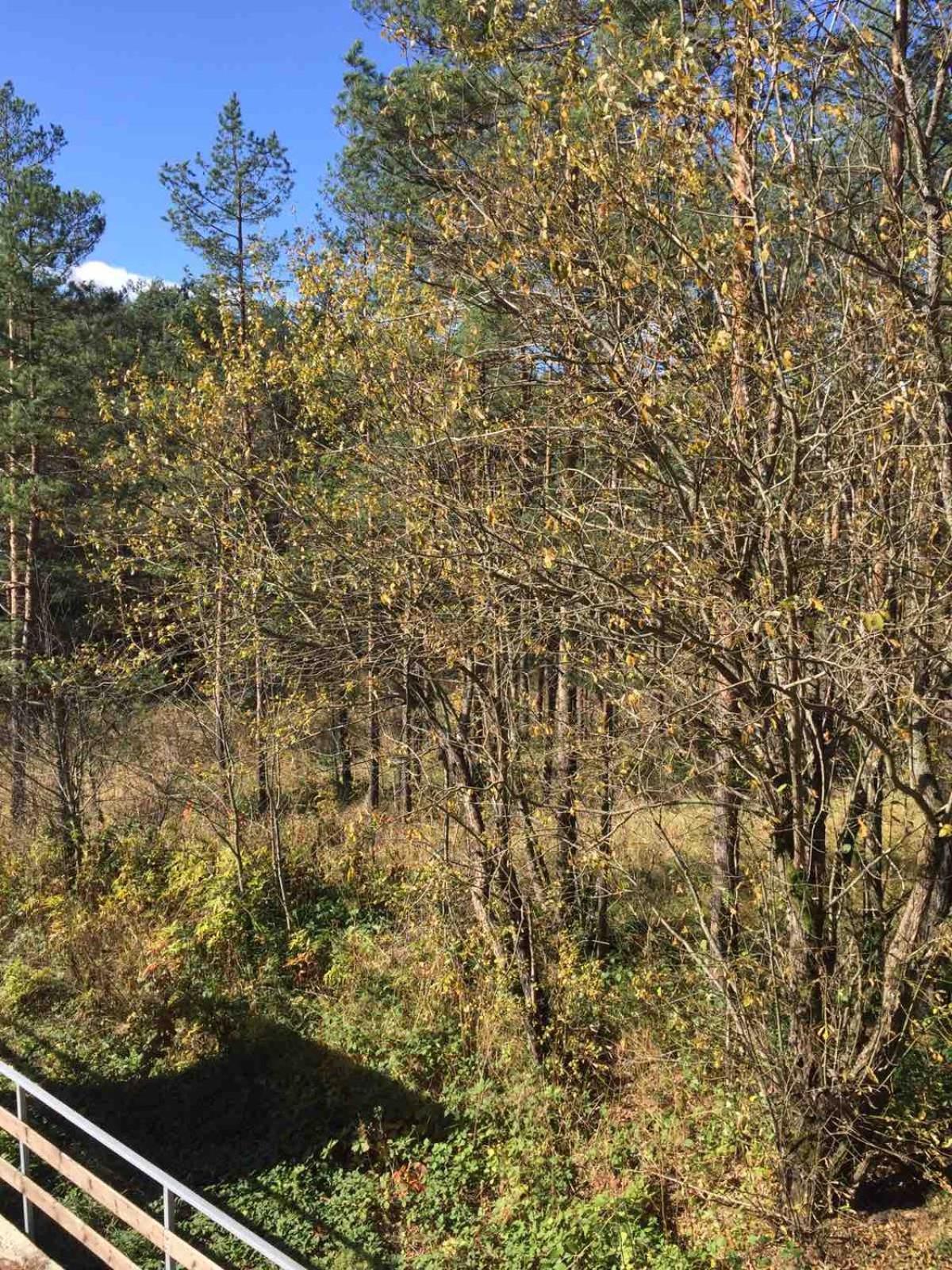 Apartmán Planinsko Srce Divčibare Exteriér fotografie